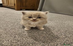 Ragdoll cats for sale: Gorgeous Longhair Ragdoll Kittens - Image 14
