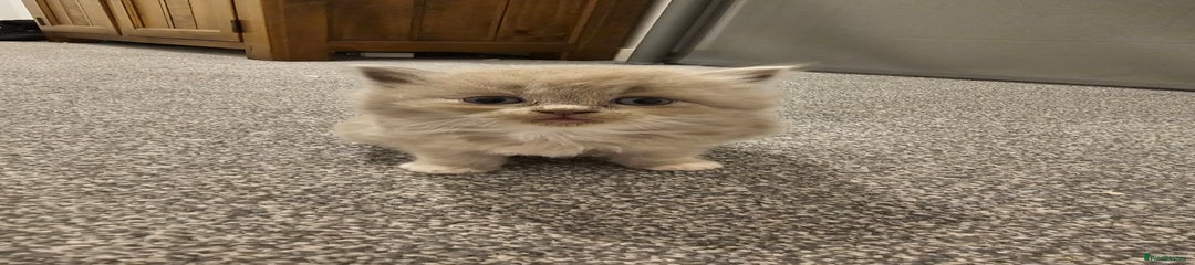 Ragdoll Kitten 5