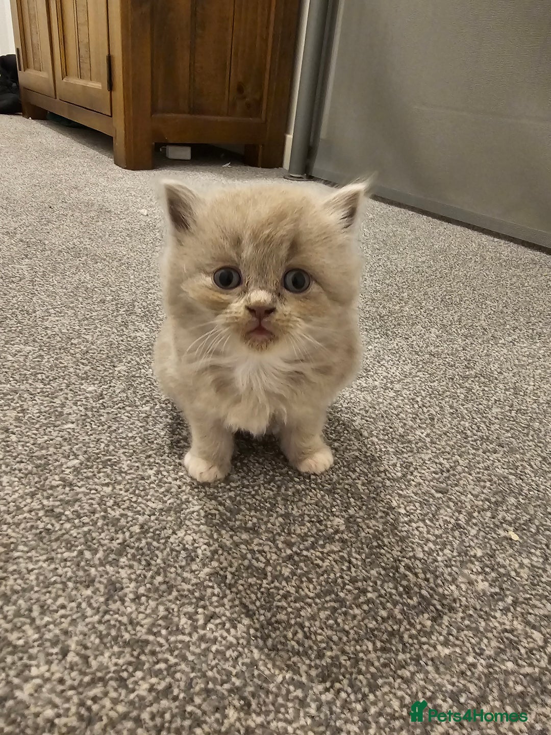 Ragdoll cats for sale: Gorgeous Longhair Ragdoll Kittens - Image 14