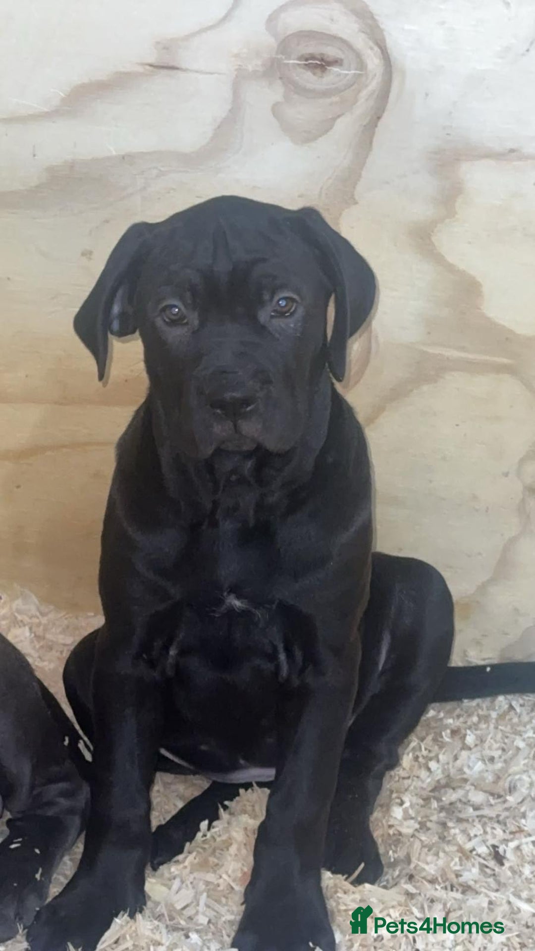 Cane Corso dogs for sale: Beautiful Cane Corso Puppies. - Advert 10