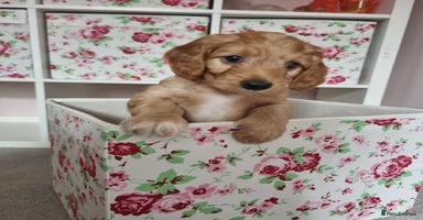 Cockapoo dogs - Advert 4