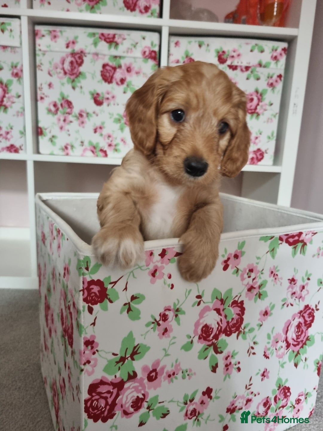Cockapoo dogs for sale: Stunning F1 cockerpoo boy red/golden - Image 2