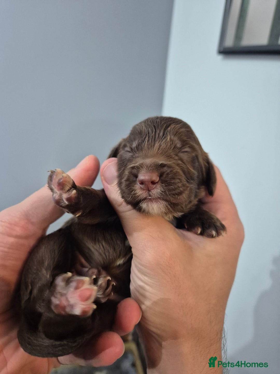 Cocker Spaniel dogs for sale: Cocker Spaniel Puppies - Image 11