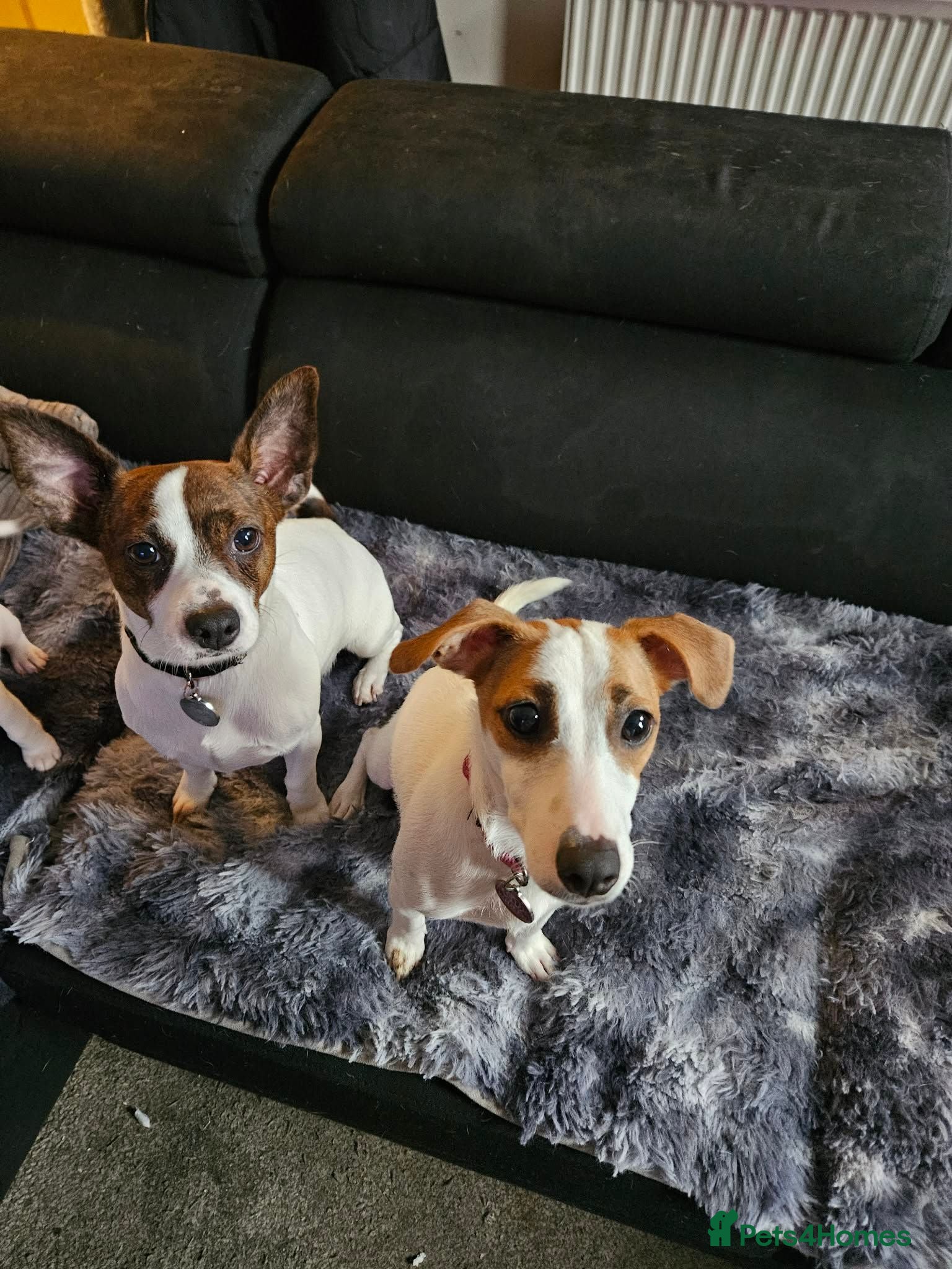 Jack Russell dogs Jack russel puppies - Advert 7