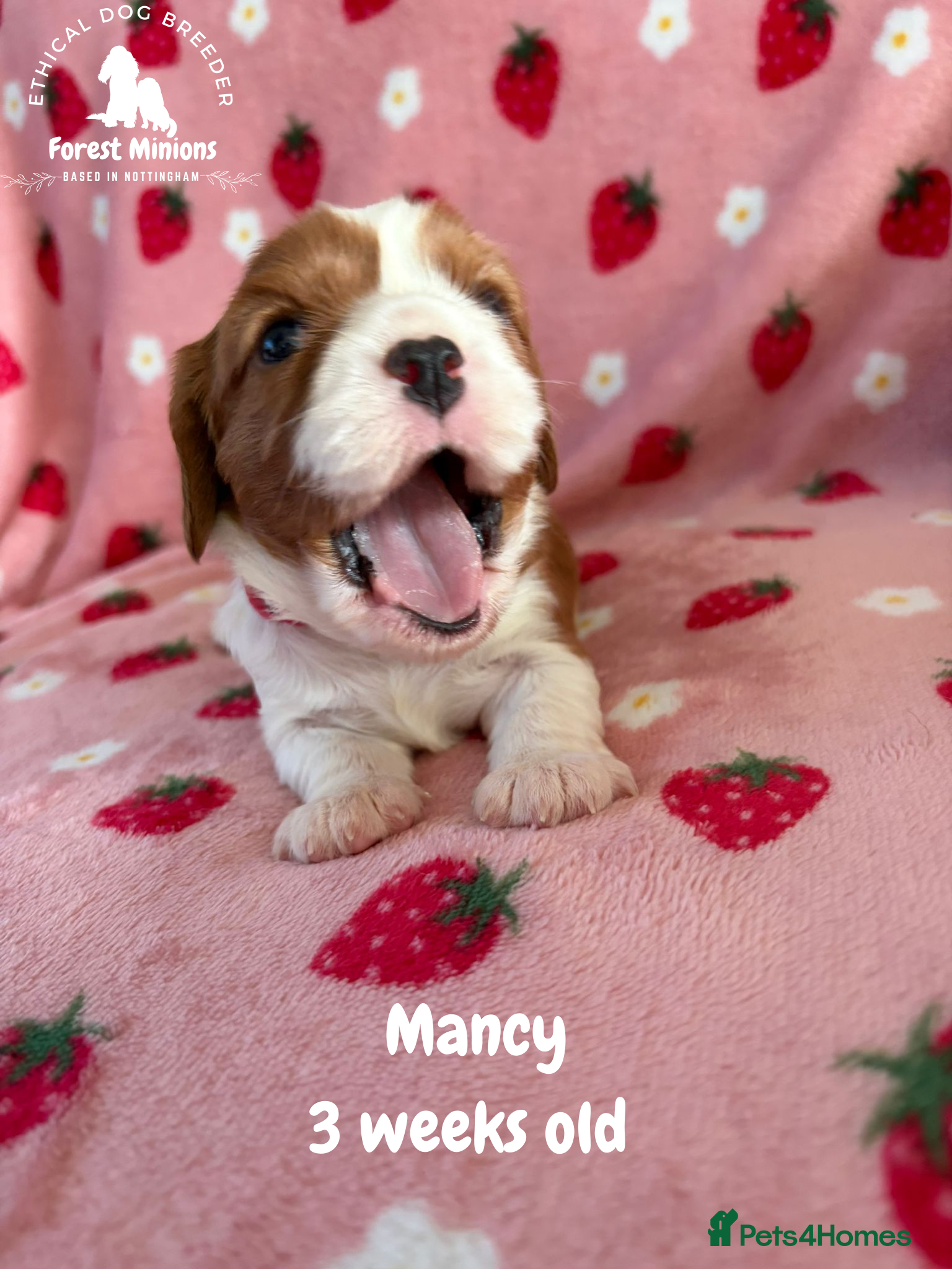 Cavalier King Charles Spaniel dogs Beautiful KC Cavalier King Charles Spaniel puppies - Advert 1