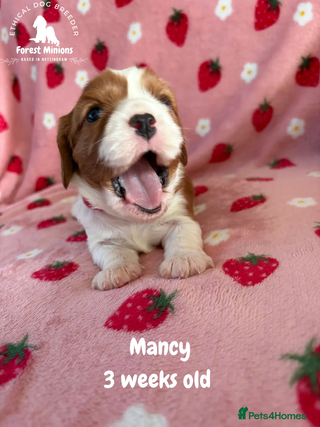 Cavalier King Charles Spaniel dogs for sale: Beautiful KC Cavalier King Charles Spaniel puppies - Advert 1