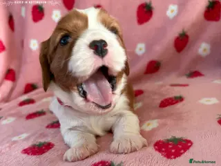 Cavalier King Charles Spaniel dogs Beautiful KC Cavalier King Charles Spaniel puppies - Advert 3