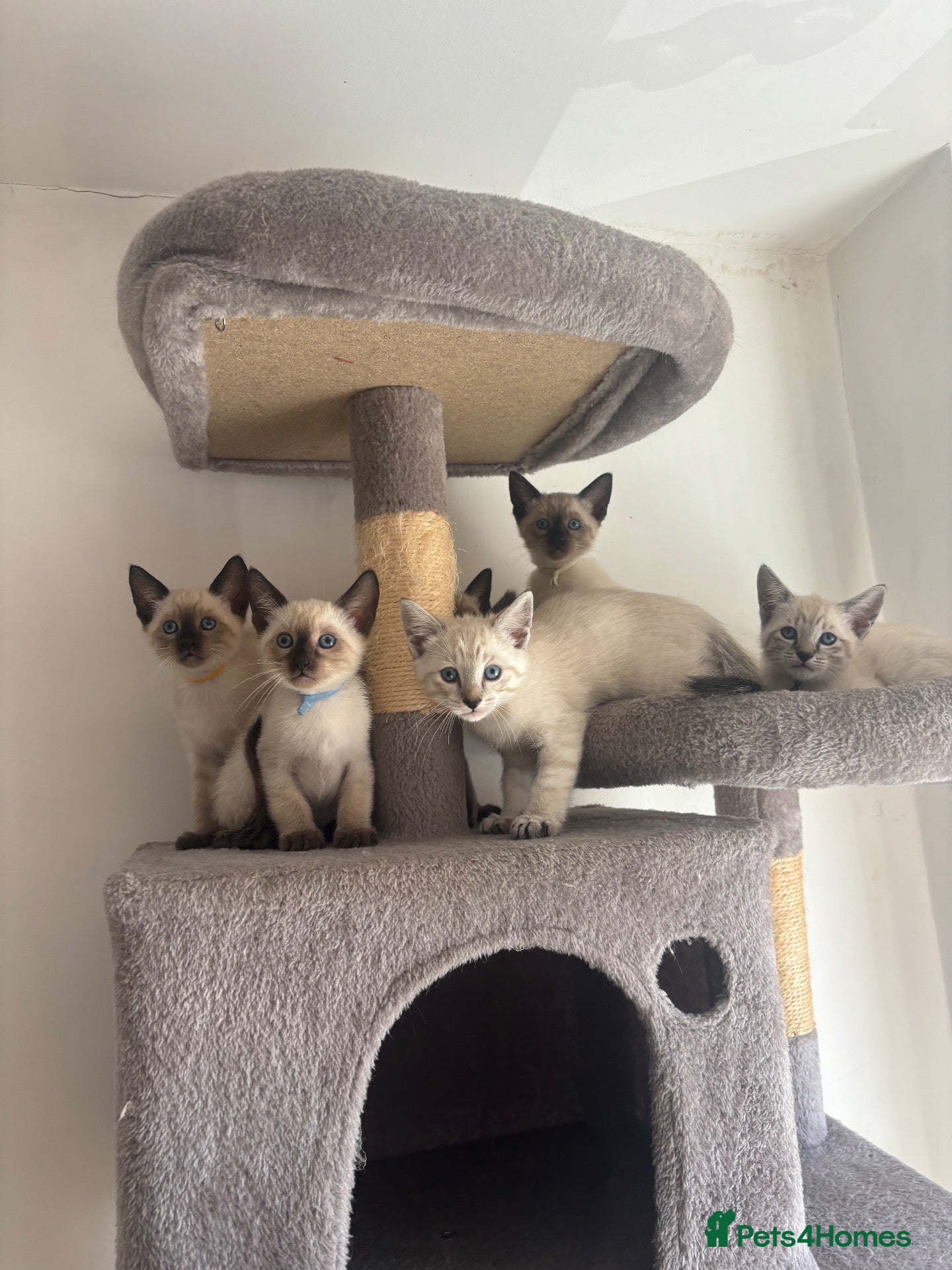 Siamese cats 7 Siamese Kittens  - Advert 1