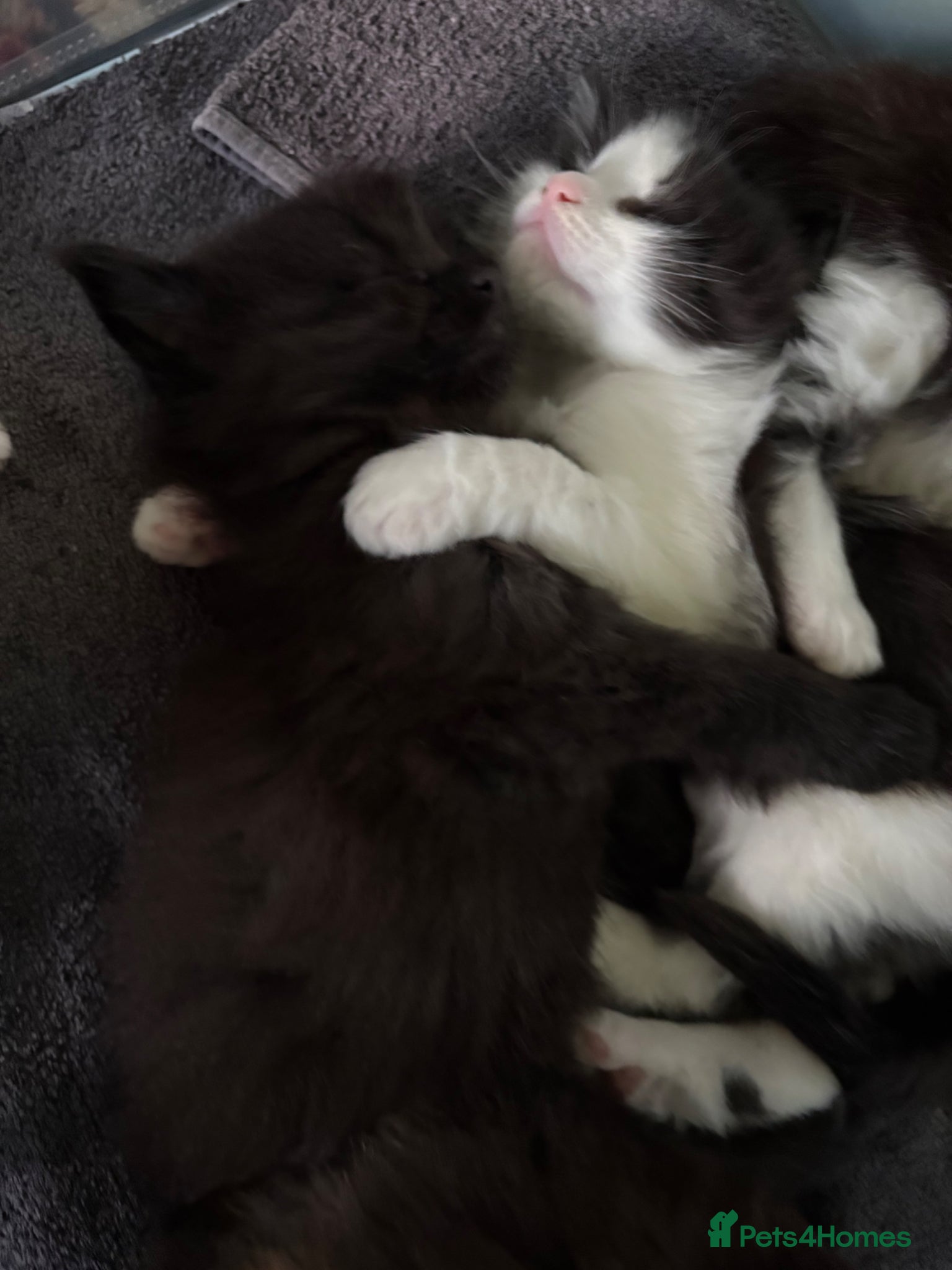 Maine Coon cats  TICA Registered Maine Coon Kittens 🐱  - Advert 2