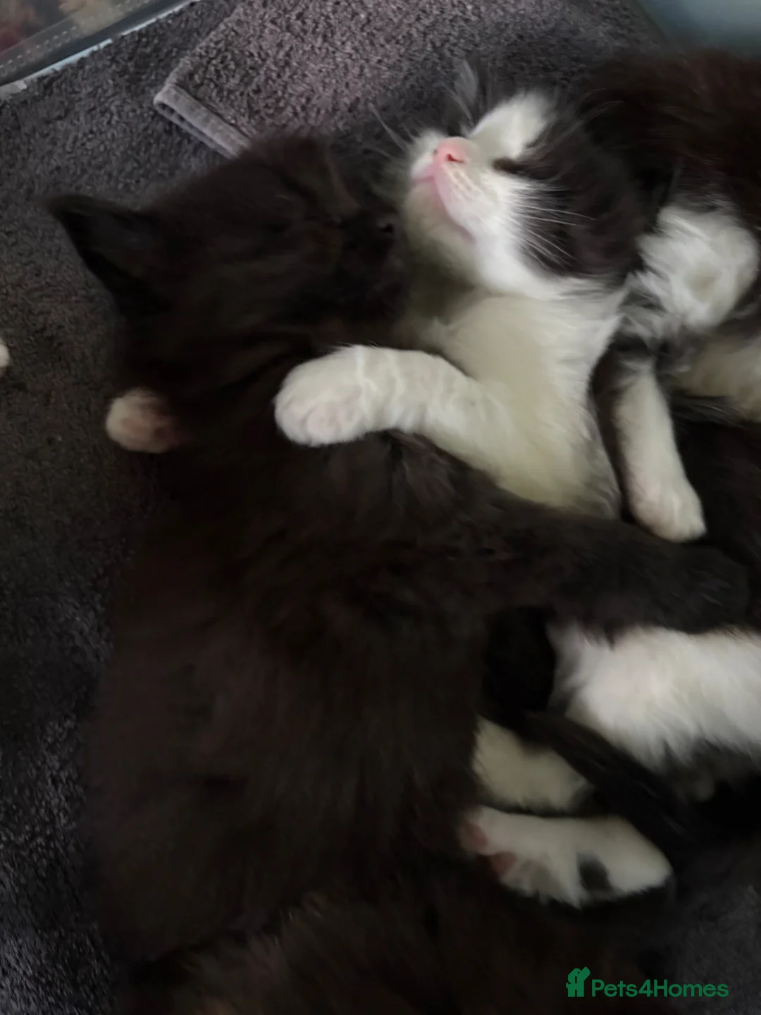 Maine Coon cats for sale:  TICA Registered Chunky Maine Coon Kittens 🐱  - Advert 2