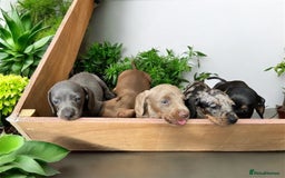 Miniature Dachshund dogs for sale: Miniature Dachshunds  - Image 1