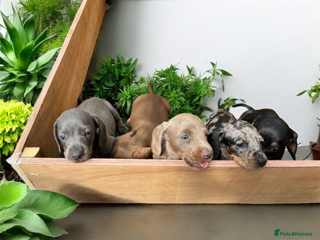 Miniature Dachshund dogs for sale: Miniature Dachshunds  - Image 1