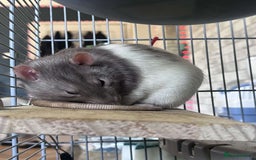 Rat rodents for sale: 3 male rats for rehoming(with cage and accessories - Image 3