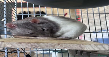 Rat rodents - Advert 8