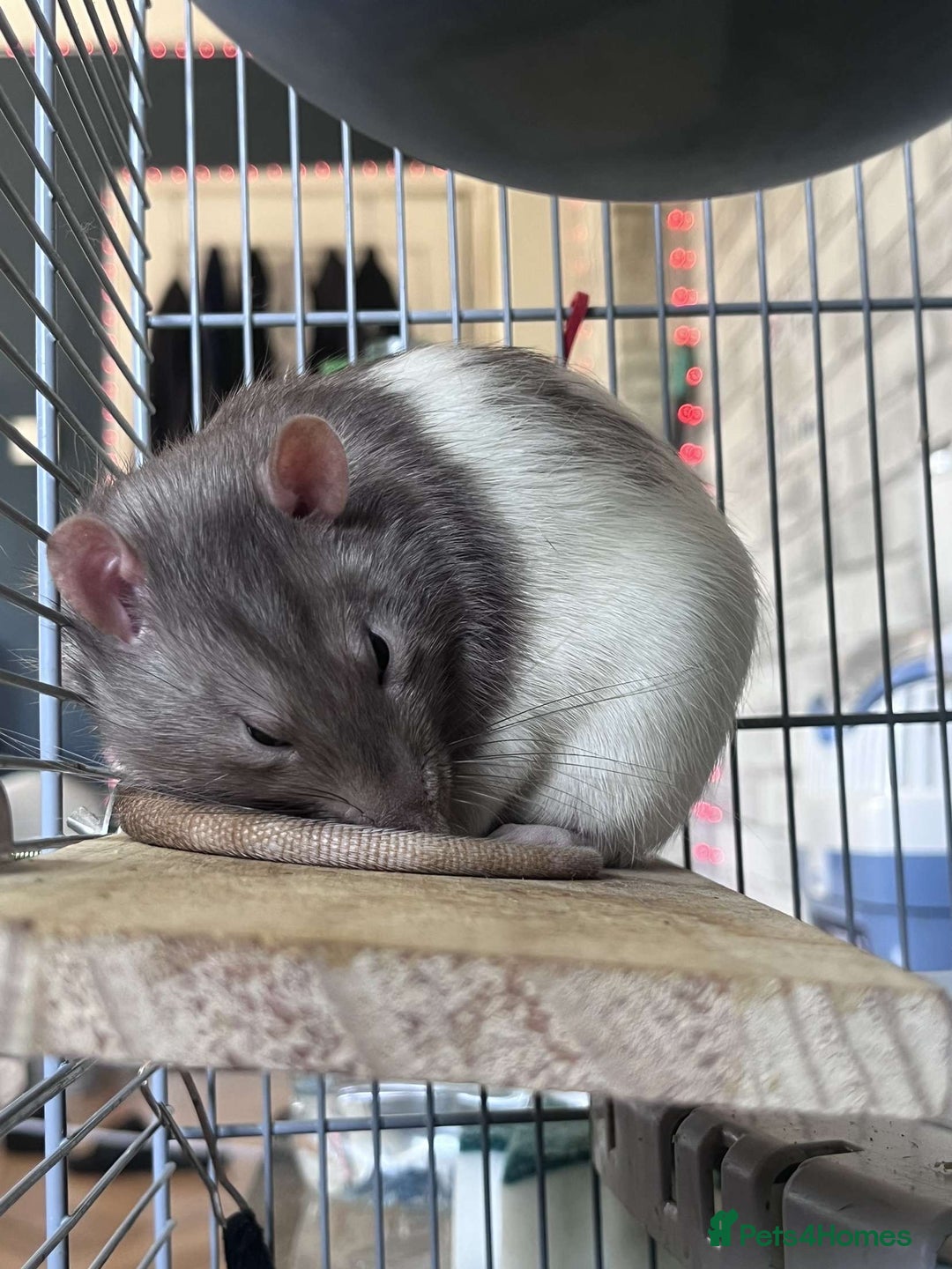 Rat rodents for sale: 3 male rats for rehoming(with cage and accessories - Image 3