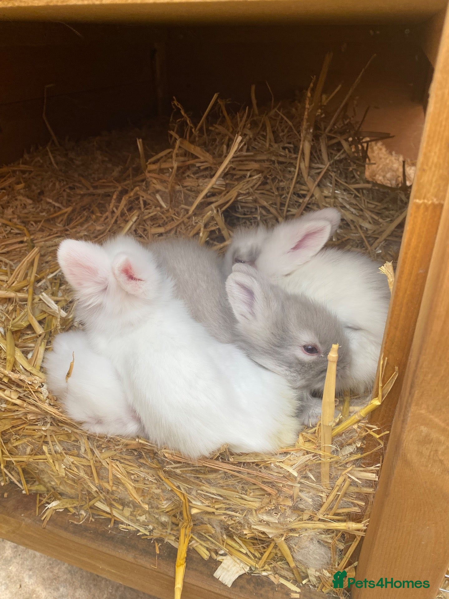Lionhead rabbits Purebred Fluffy Baby Lionhead Dwarfs - Advert 2