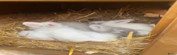 Lionhead rabbits for sale: Purebred Fluffy Baby Lionhead Dwarfs - Advert 1