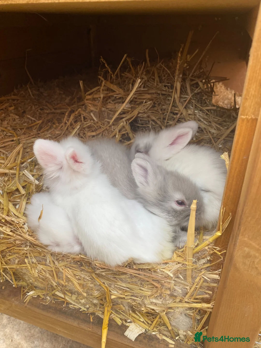 Lionhead rabbits for sale: Purebred Fluffy Baby Lionhead Dwarfs - Advert 1