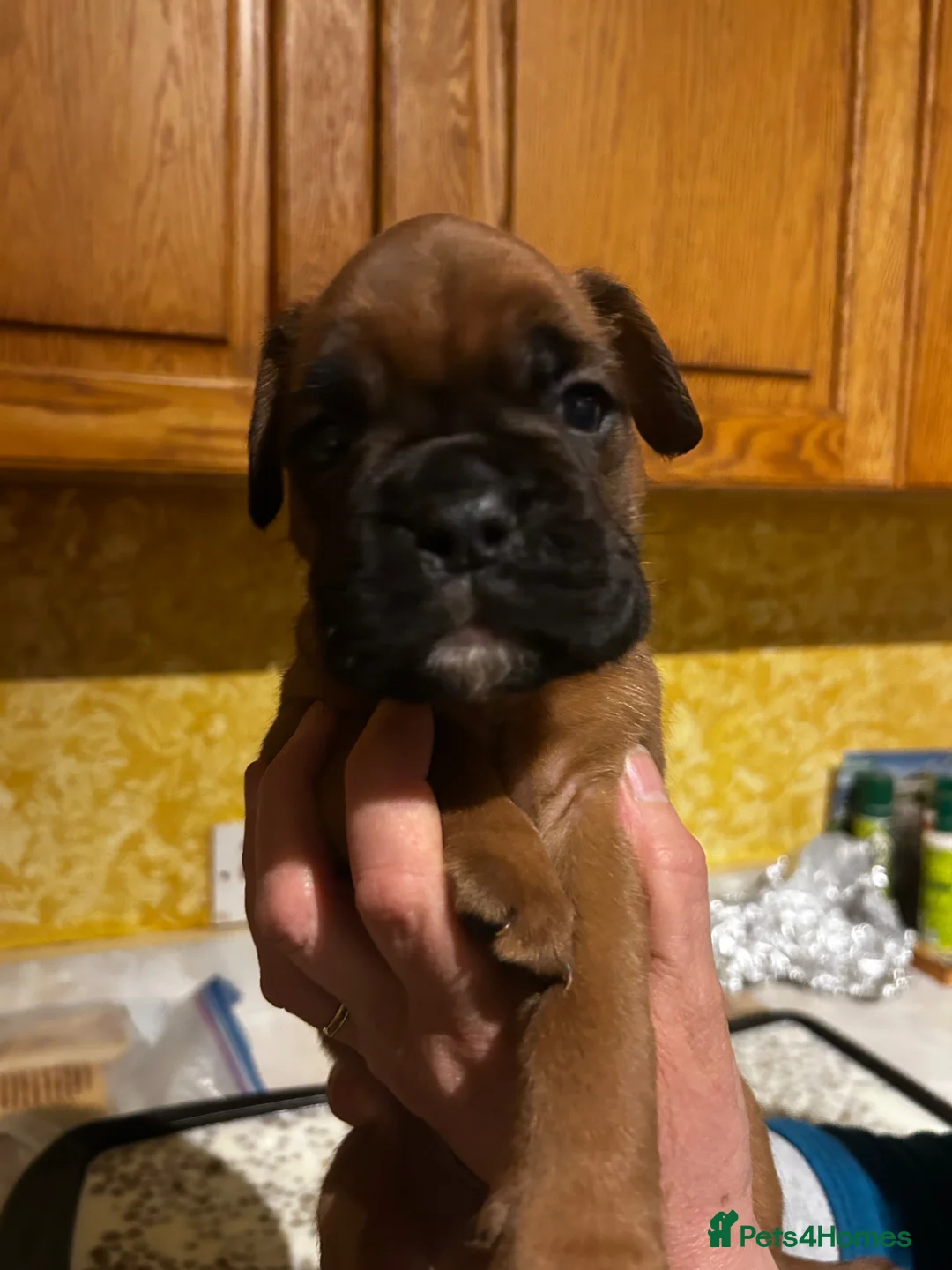 Boxer dogs for sale: Beautiful boxer puppies  in Melrose - Advert 23
