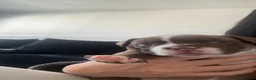 American Bully dogs for sale: Pocket bully - Advert 7
