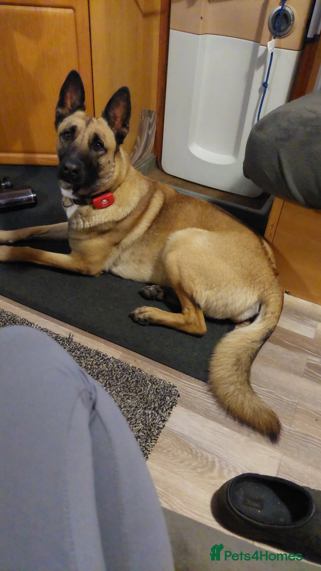 Mixed Breed dogs for sale: Belgium Mali x  - Advert 5