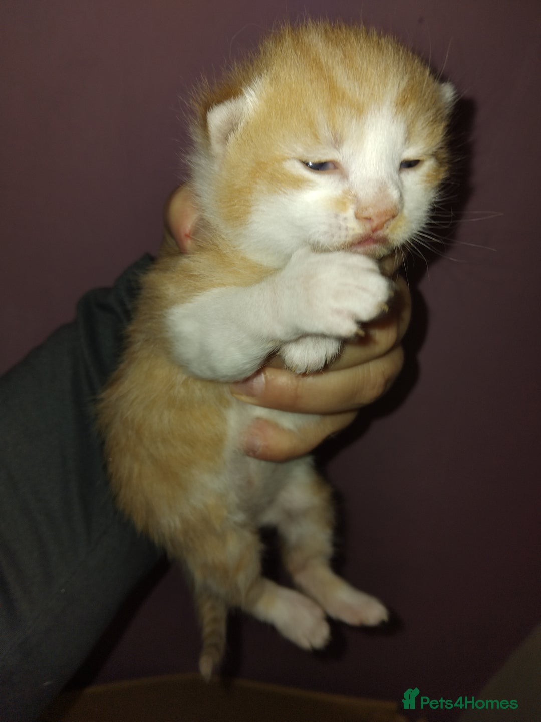 Turkish Angora cats for sale: Fluffy male kitten - Image 11