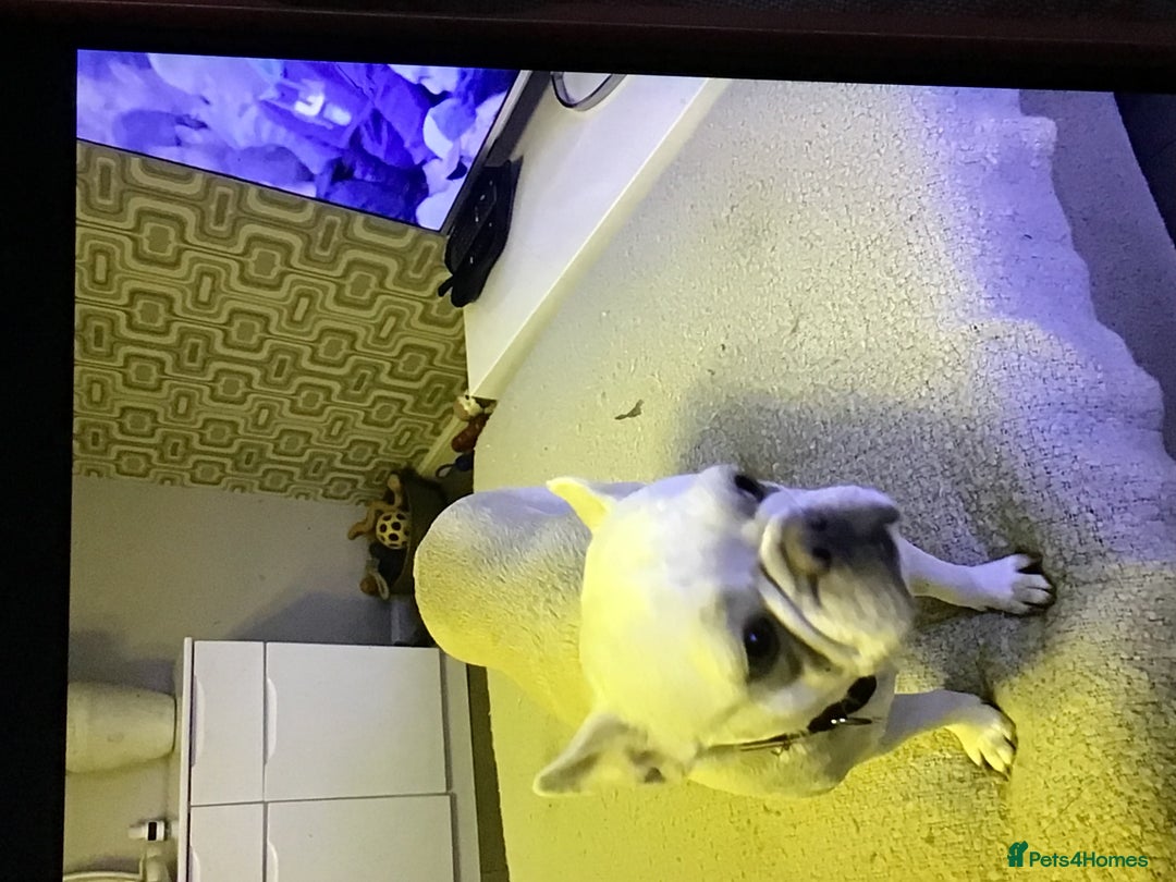 French Bulldog dogs for sale: French bulldog puppies  - Image 21