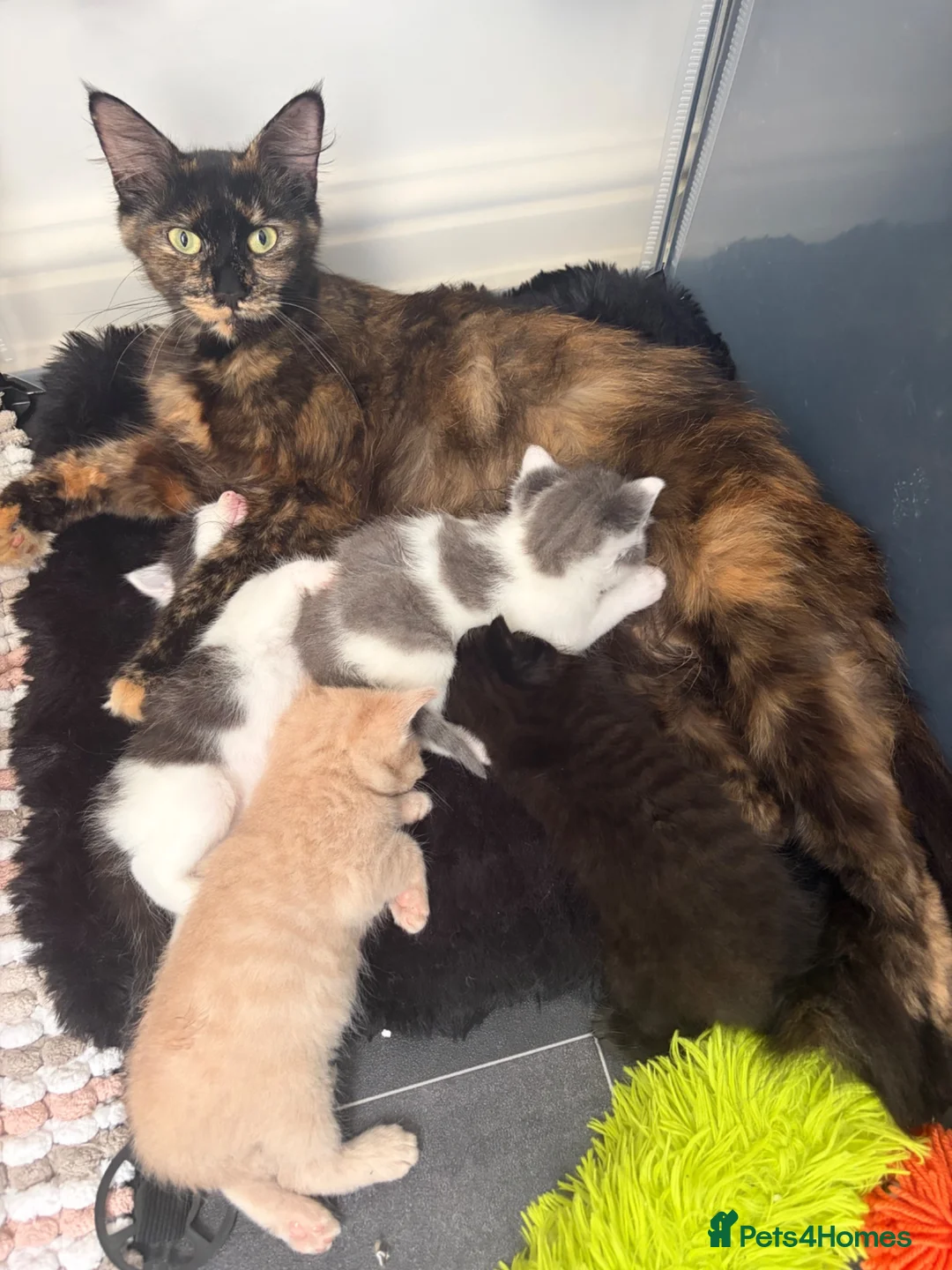 Mixed Breed cats for sale:     Healthy Playful Kittens - Advert 1