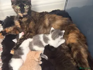 Mixed Breed cats Healthy Playful Kittens - Advert 1