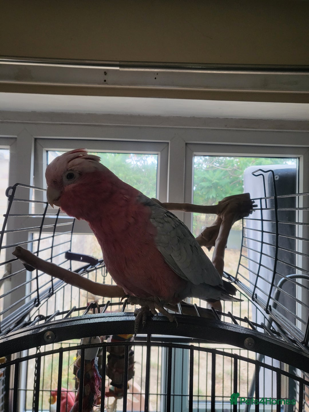 Cockatoo birds for sale: Ghala (pink chicken) - Image 3