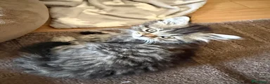 Siberian 3