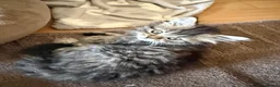 Siberian cats for sale: 7 hypoallergenic Siberian kittens  in London - Advert 5