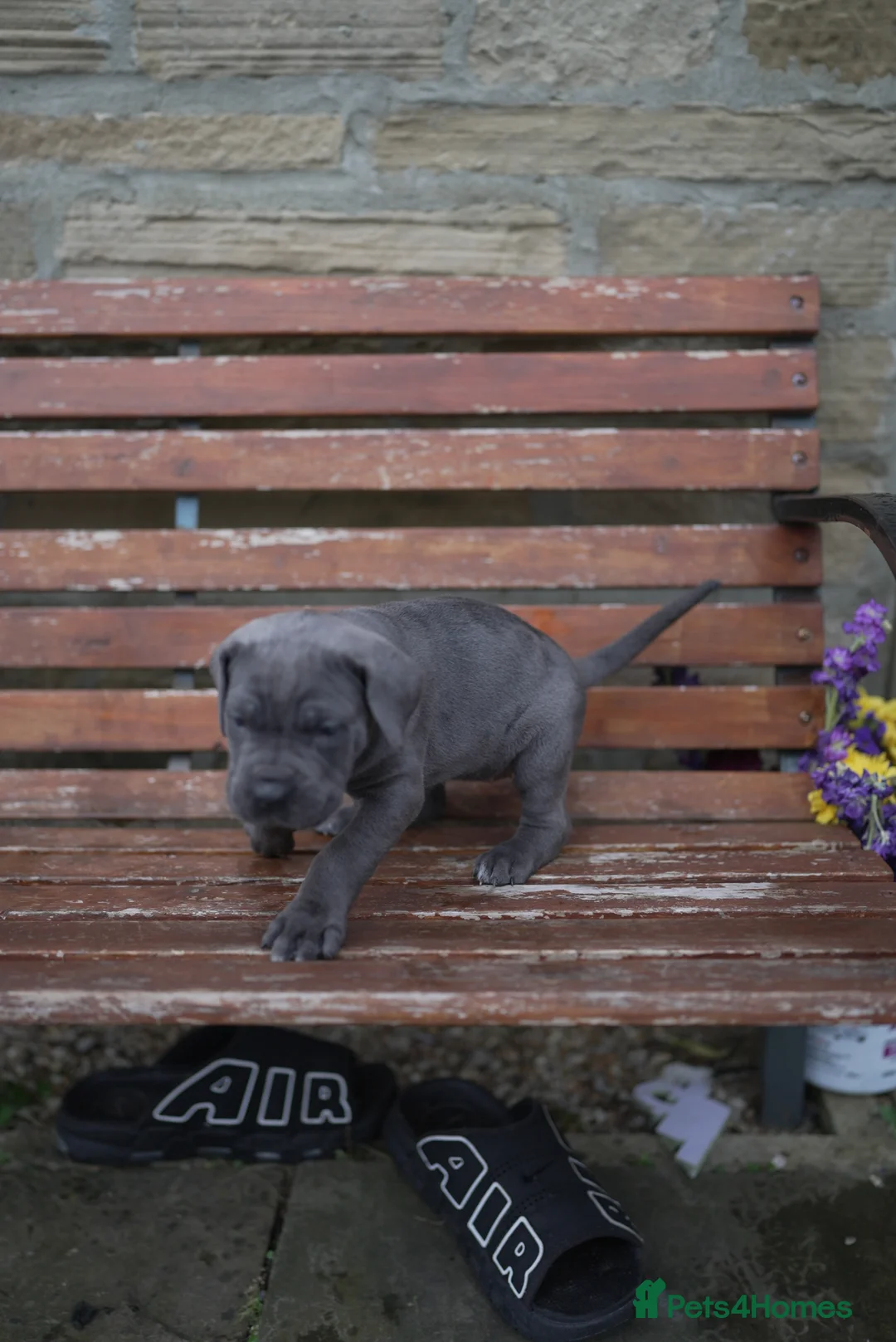 Cane Corso dogs for sale: Cane corso puppies - iccf champion bloodline  in Halifax - Advert 2