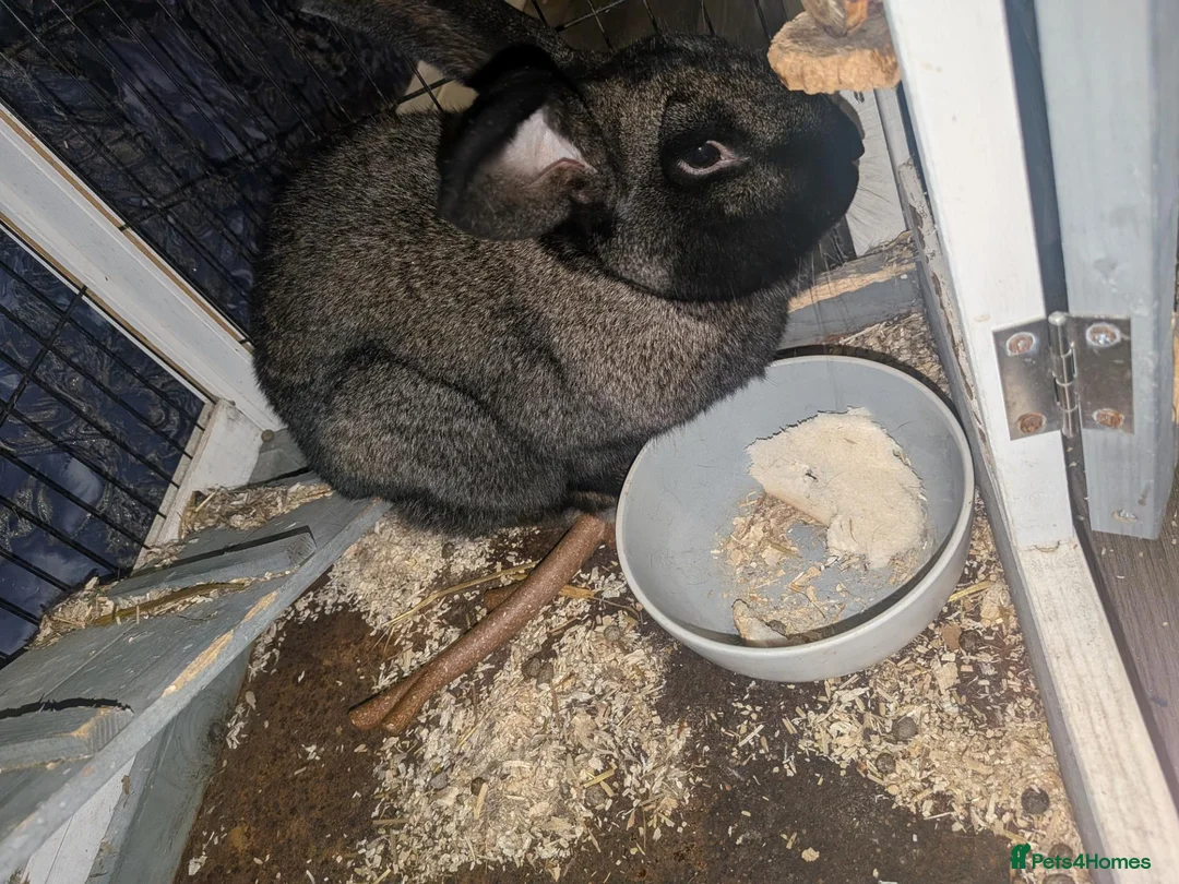 Chinchilla rabbits for sale: Giant rabbit  in Willenhall - Advert 1
