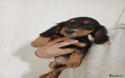 Cocker Spaniel dogs for sale: Kc reg working Cocker spaniels  born 13th July  - Image 1