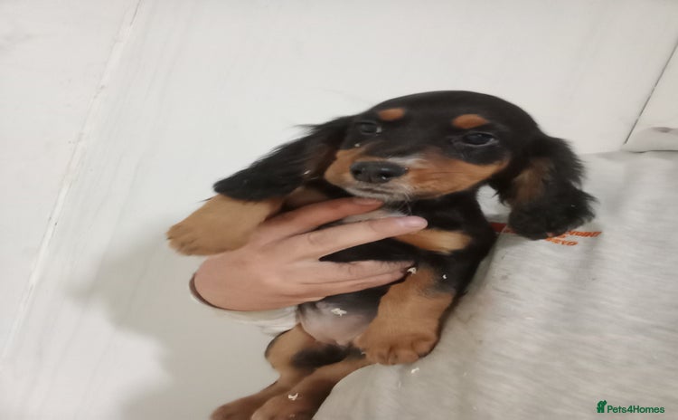 Cocker Spaniel dogs - Advert 4