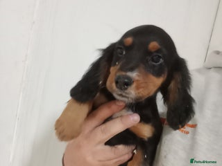 Cocker Spaniel dogs - Advert 28