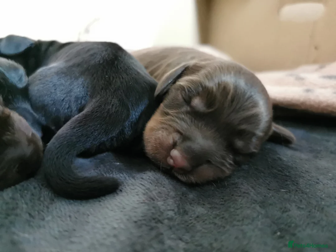 Cocker Spaniel dogs for sale: Show Cocker Spaniel Puppies for sale  in Lincoln - Advert 8