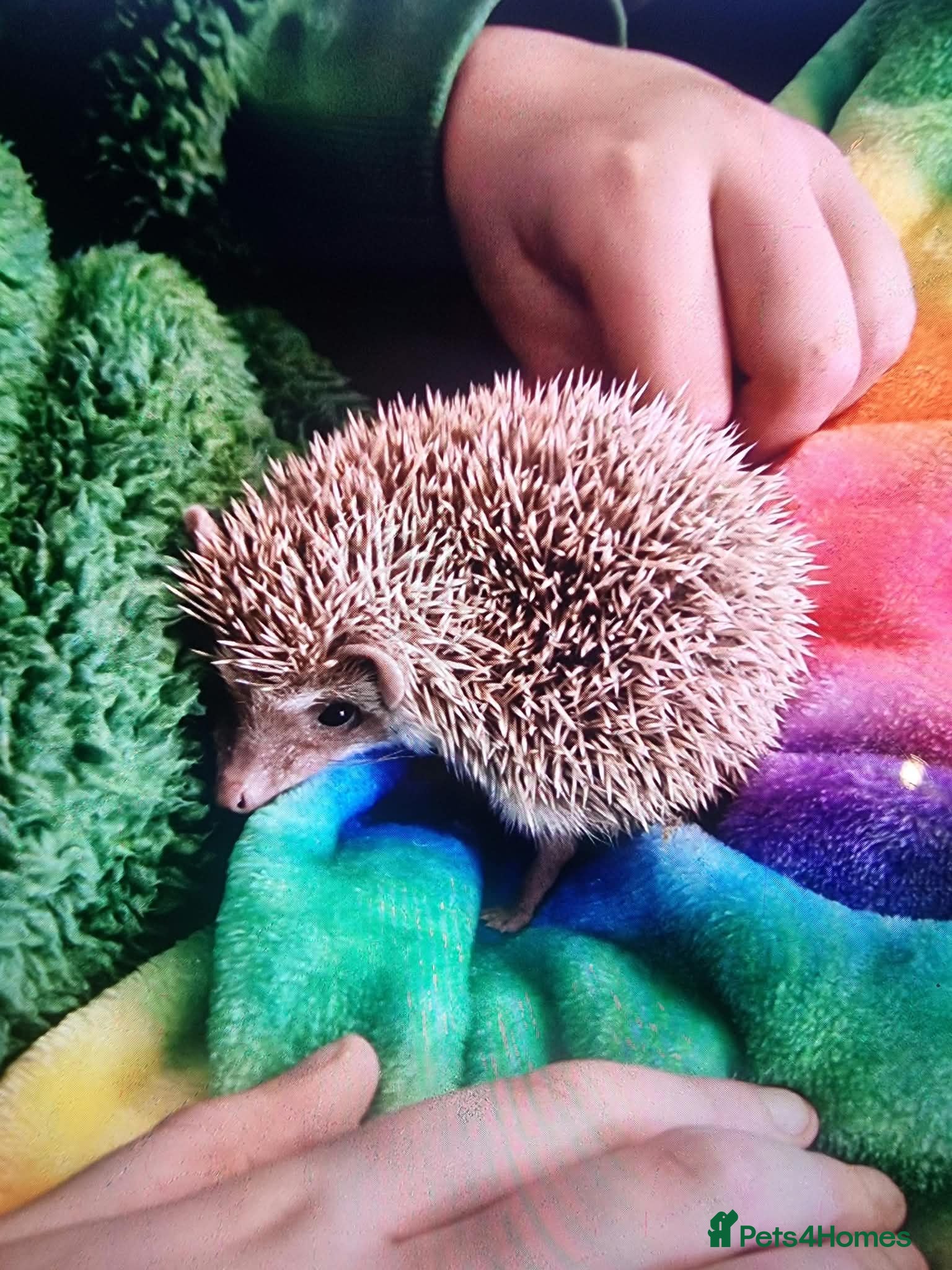 Pygmy Hedgehog rodents Male African pygmy hedgehog for sale - Advert 1