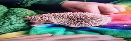 Pygmy Hedgehog rodents for sale: Male African pygmy hedgehog for sale - Advert 1