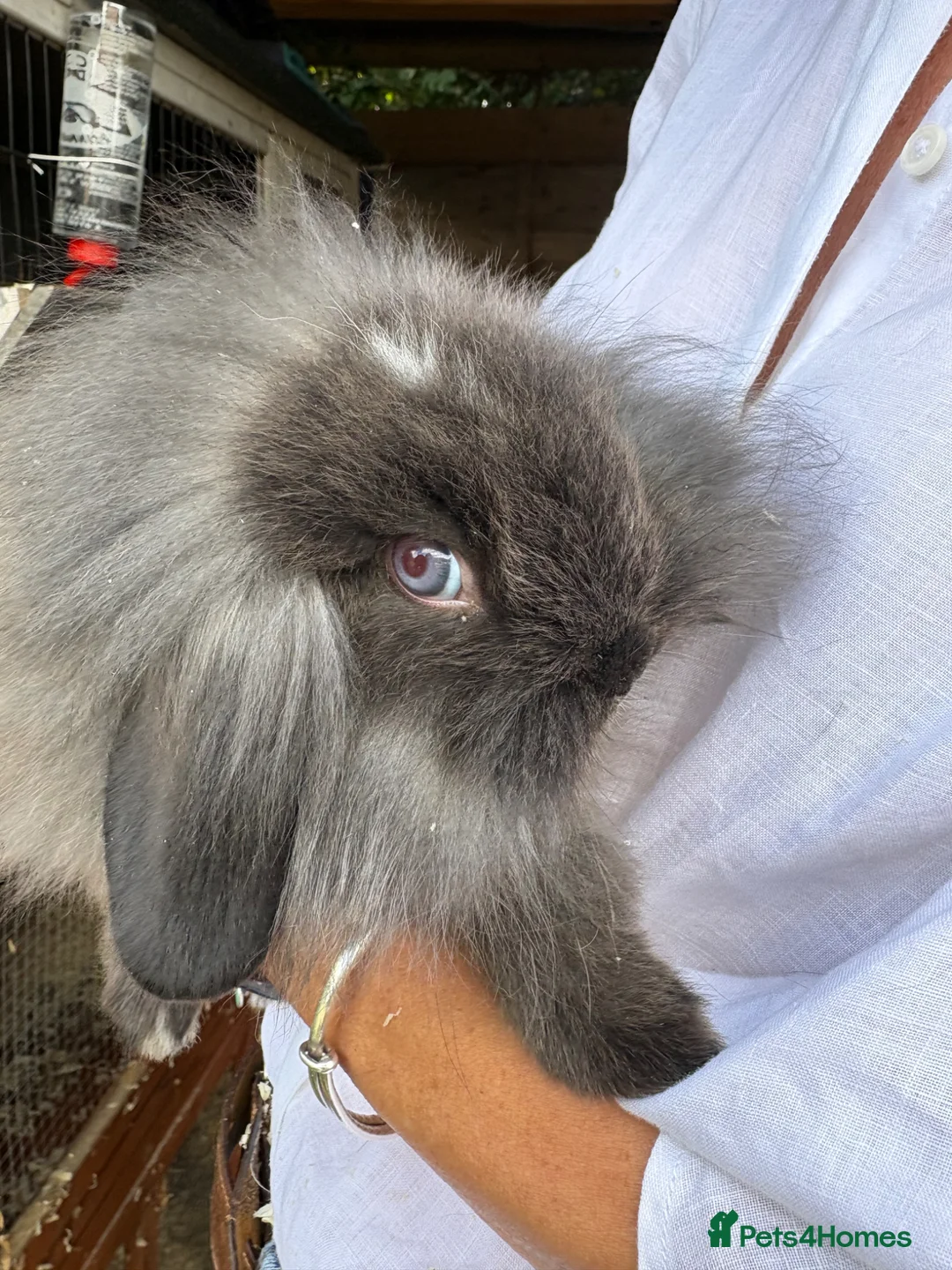 Mini Lop rabbits for sale: Mini Lops  - Advert 6