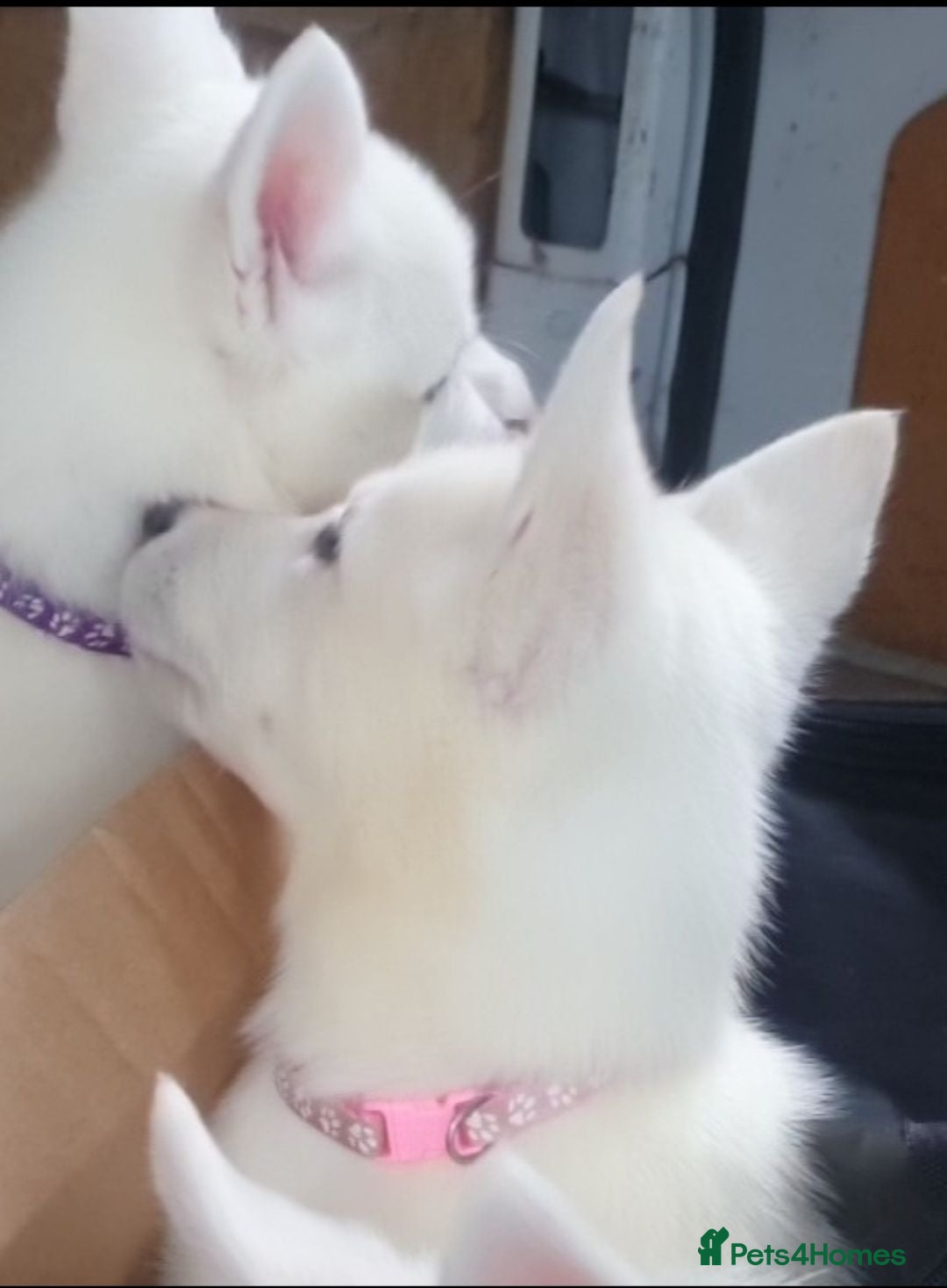 Siberian Husky dogs 2 White female Husky's looking 4 their 4ever homes - Advert 18