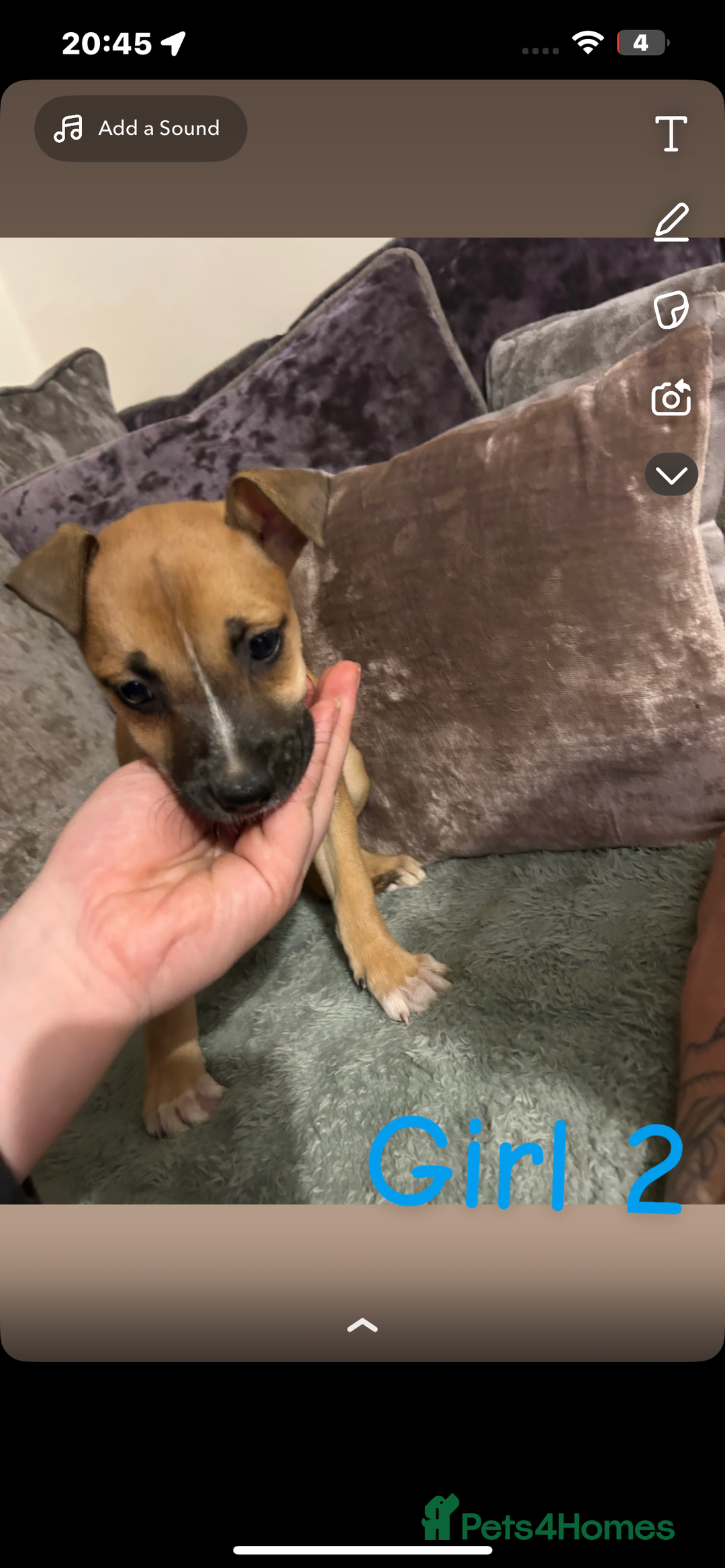 Mixed Breed dogs for sale: belgian malinois  X whippets  - Advert 4