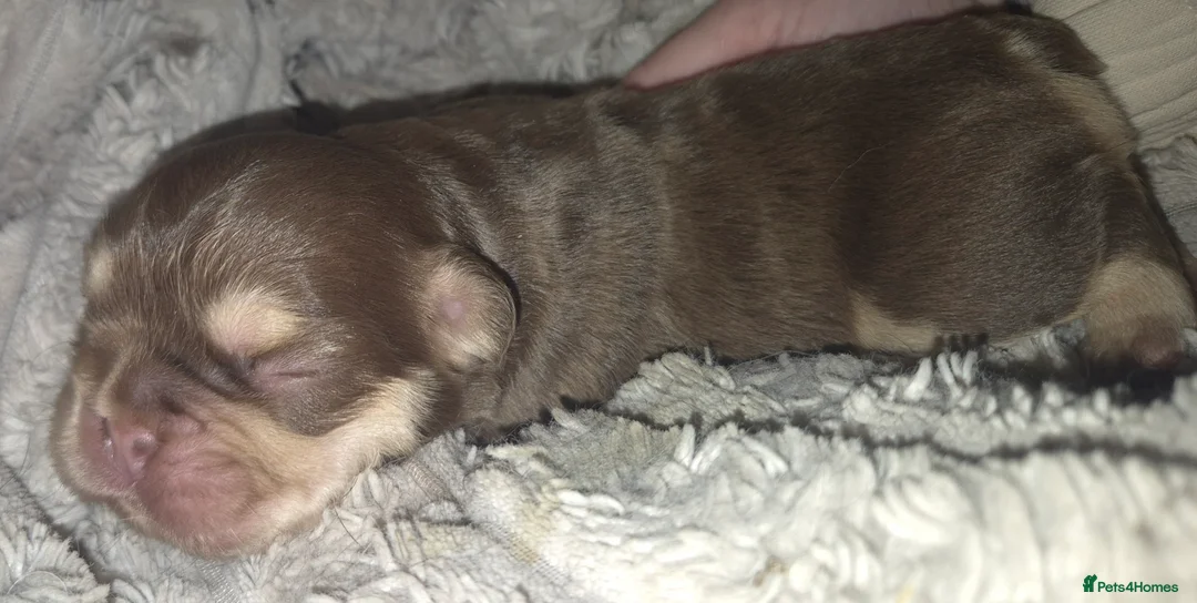 French Bulldog dogs for sale: French bulldog fluffy - Advert 3