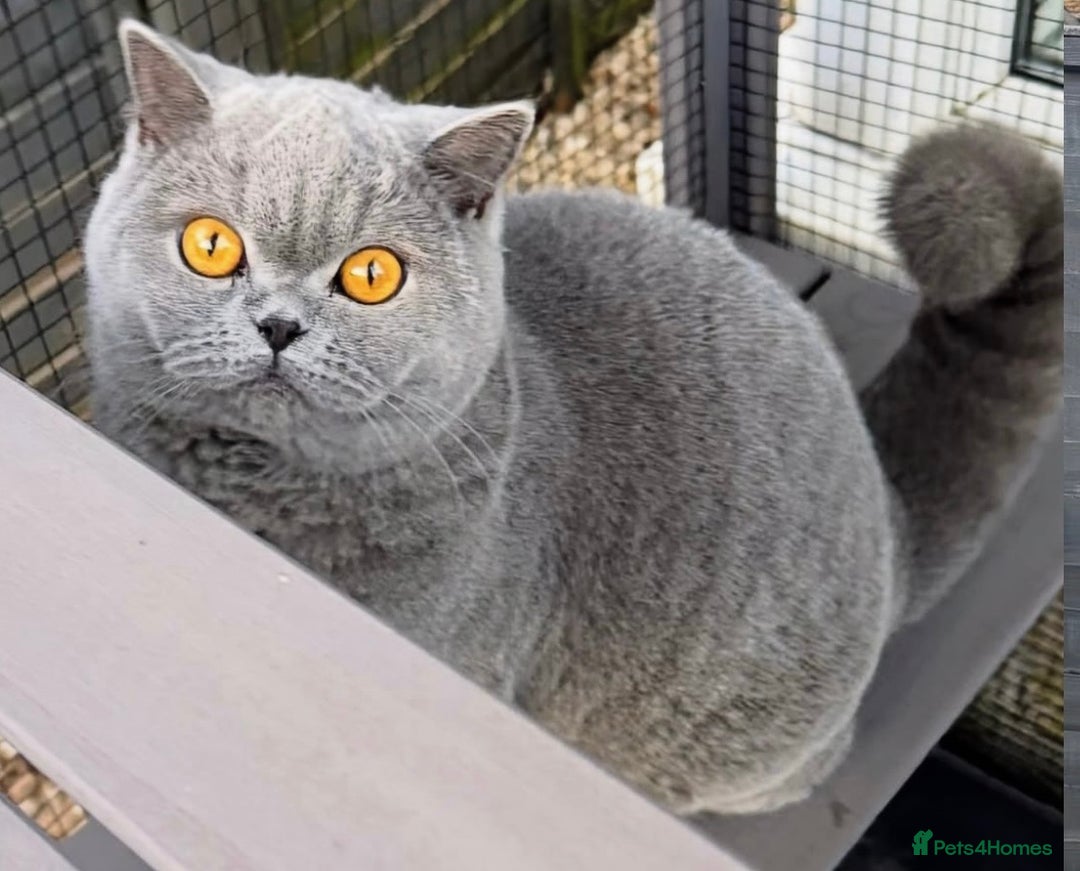 British Shorthair cats for sale: Adorable British Shorthair Kittens for sale!  - Image 9