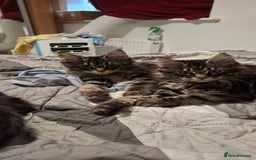 Maine Coon cats for sale: Pedigree mainecoon kittens in Newark - Image 15