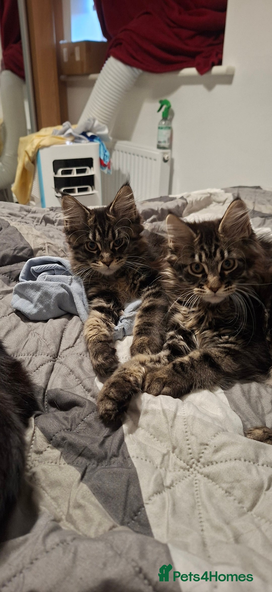 Maine Coon cats for sale: Pedigree mainecoon kittens in Newark - Image 15