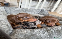 Miniature Dachshund dogs for sale: Truly Purebred Miniature Dachshunds puppies - Image 7
