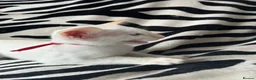 Siamese cats for sale: Pedigree GCCF Siamese kittens  in Knottingley - Advert 9