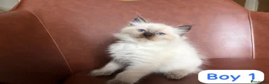 Ragdoll Kitten 1 